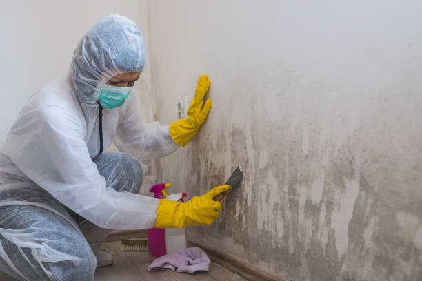 Best Emergency Mold Remediation in Snowflake, AZ